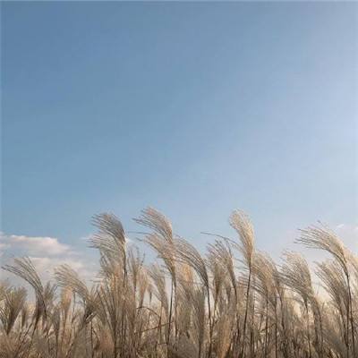 我的恐龙医院游戏下载